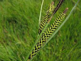 Attēlu rezultāti vaicājumam “Carex nigra”