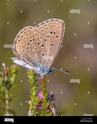 Attēlu rezultāti vaicājumam “Maculinea alcon upperside”