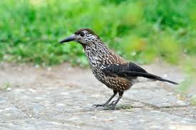 Attēlu rezultāti vaicājumam “Nucifraga caryocatactes adult”