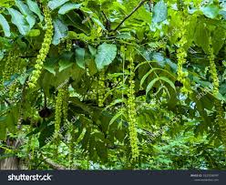 Attēlu rezultāti vaicājumam “Pterocarya fraxinifolia flower”