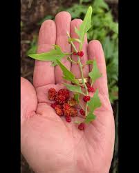 Attēlu rezultāti vaicājumam “Chenopodium foliosum fruit”