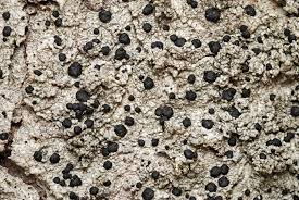 Attēlu rezultāti vaicājumam “Mycoblastus sanguinarius”