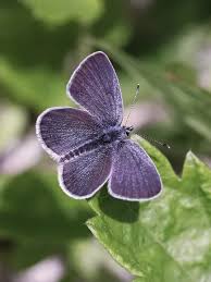 Attēlu rezultāti vaicājumam “Cupido minimus female”
