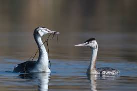 Attēlu rezultāti vaicājumam “Podiceps cristatus”