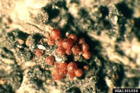 Attēlu rezultāti vaicājumam “Neonectria coccinea”