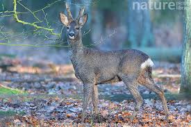 Attēlu rezultāti vaicājumam “Capreolus capreolus”