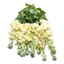 Image result for Levkoje