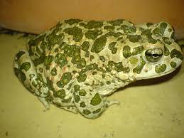 Attēlu rezultāti vaicājumam “Pseudepidalea viridis”