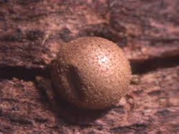 Attēlu rezultāti vaicājumam “Lycogala flavofuscum”