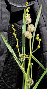 Attēlu rezultāti vaicājumam “Sparganium minimum fruit”