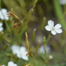 Attēlu rezultāti vaicājumam “Dianthus deltoides bud”