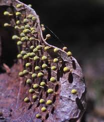 Attēlu rezultāti vaicājumam “Craterium aureum spores”