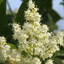 Attēlu rezultāti vaicājumam “Syringa reticulata subsp. amurensis flower”