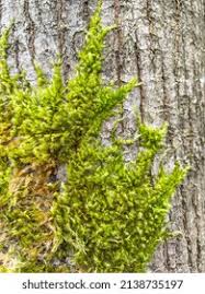 Attēlu rezultāti vaicājumam “Hypnum cupressiforme var. subjulacum”