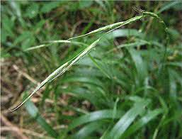 Attēlu rezultāti vaicājumam “Brachypodium sylvaticum fruit”