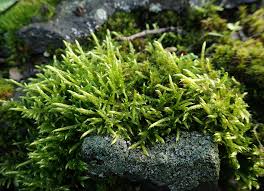 Attēlu rezultāti vaicājumam “Brachythecium campestre”