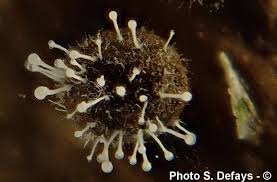 Attēlu rezultāti vaicājumam “Polycephalomyces tomentosus”