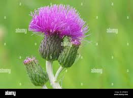 Attēlu rezultāti vaicājumam “Cirsium heterophyllum leaf”