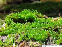 Attēlu rezultāti vaicājumam “Riccardia palmata”