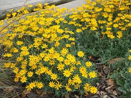 Attēlu rezultāti vaicājumam “Festuca altissima flower”