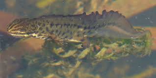 Attēlu rezultāti vaicājumam “Triturus vulgaris male”