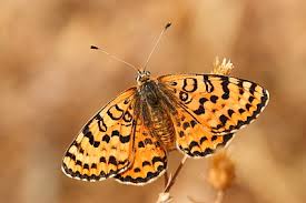 Attēlu rezultāti vaicājumam “Melitaea didyma underside”