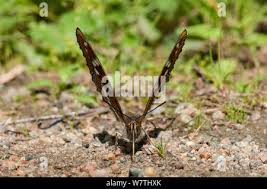 Attēlu rezultāti vaicājumam “Limenitis populi underside”