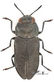 Attēlu rezultāti vaicājumam “Anthaxia quadripunctata”