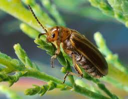 Attēlu rezultāti vaicājumam “Aphis jacobaeae”