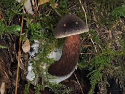 Attēlu rezultāti vaicājumam “Leccinum scabrum”