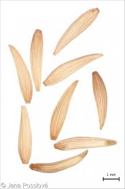 Attēlu rezultāti vaicājumam “Lapsana communis fruit”