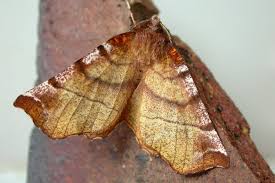 Attēlu rezultāti vaicājumam “Selenia dentaria larva”