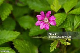 Attēlu rezultāti vaicājumam “Rubus arcticus flower”