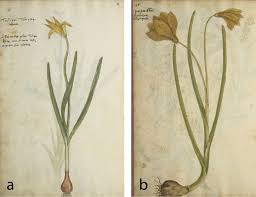 Attēlu rezultāti vaicājumam “Tulipa sylvestris”