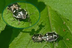Attēlu rezultāti vaicājumam “Eurydema oleracea”