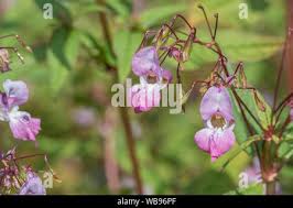 Attēlu rezultāti vaicājumam “Impatiens glandulifera leaf”