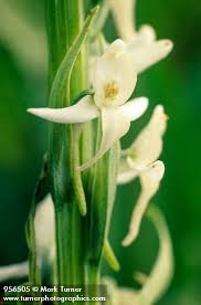 Attēlu rezultāti vaicājumam “Platanthera bifolia flower”