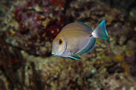Image result for Acanthurus bahianus