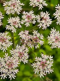 Attēlu rezultāti vaicājumam “Torilis japonica fruit”
