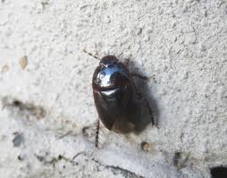 Attēlu rezultāti vaicājumam “Cydnidae”