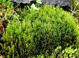 Attēlu rezultāti vaicājumam “Scorpidium cossonii”