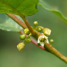 Attēlu rezultāti vaicājumam “Frangula alnus bud”
