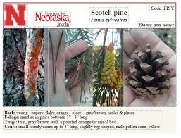 Attēlu rezultāti vaicājumam “Pinus sylvestris fruit”