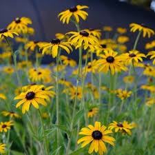 Image result for Rudbeckia fulgida