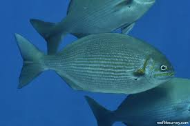 Image result for Kyphosus