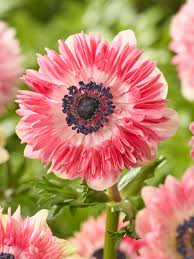 Image result for Anemonenarten