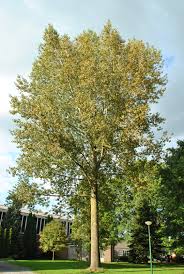 Attēlu rezultāti vaicājumam “Populus x canadensis”