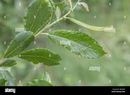 Attēlu rezultāti vaicājumam “Salix caprea leaf”