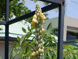 Attēlu rezultāti vaicājumam “Verbascum thapsus fruit”