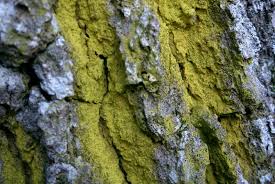 Attēlu rezultāti vaicājumam “Chrysothrix candelaris”